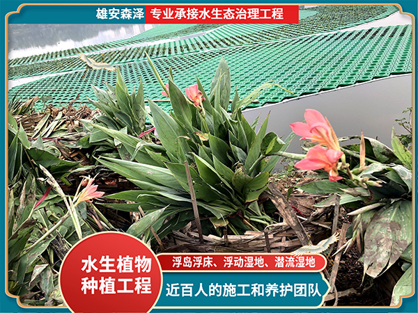 浮岛浮床施工现场 (2)